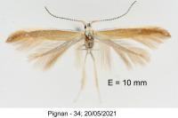 Coleophora medelichensis