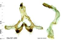 Coleophora lineata