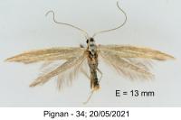 Coleophora lineata
