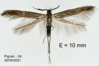 Coleophora variicornis