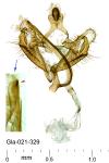 Coleophora galatellae