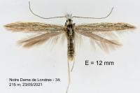 Coleophora galatellae
