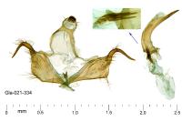 Coleophora gryphipennella