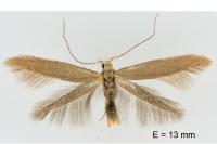 Coleophora gryphipennella