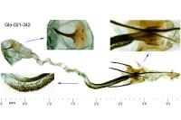 Coleophora lineata