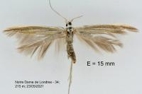 Coleophora lineata