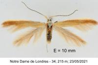 Coleophora medelichensis
