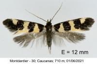 Denisia augustella