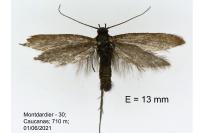 Scythris clavella