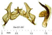 Cochylis epilinana