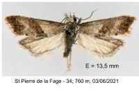 Cochylis epilinana