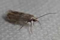 Epermenia insecurella