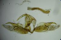 Epermenia insecurella
