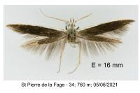 Coleophora albella