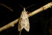 Diurnea fagella