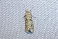 Diurnea fagella