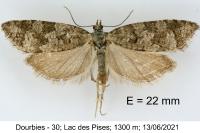 Cnephasia alticolana