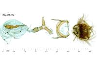Cnephasia communana