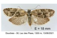 Cnephasia communana