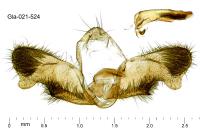 Rhyacionia miniatana