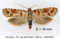 Rhyacionia miniatana