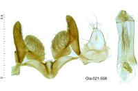 Monochroa bronzella