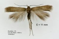 Monochroa bronzella