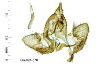 Denisia stipella