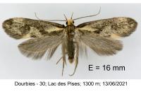 Denisia stipella