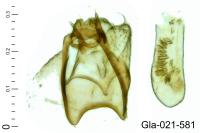 Stigmella tityrella