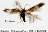 Stigmella tityrella