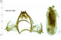 Stigmella hemargyrella