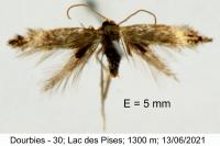 Stigmella hemargyrella