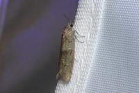 Tortricodes alternella