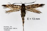 Pancalia nodosella
