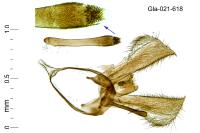 Glyphipterix fuscoviridella