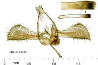 Glyphipterix fuscoviridella