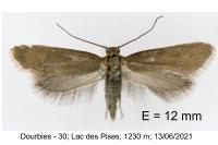 Glyphipterix fuscoviridella