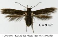 Scythris siccella