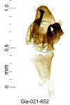 Scythris siccella