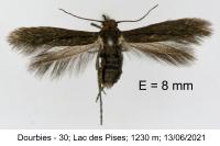 Scythris siccella