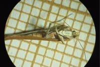 Zelleria hepariella