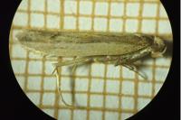 Ypsolopha ustella