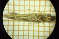 Ypsolopha ustella