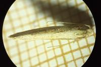 Ypsolopha ustella