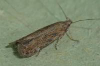 Scrobipalpa acuminatella