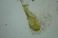 Scrobipalpa acuminatella