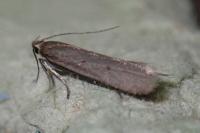 Acompsia delmastroella