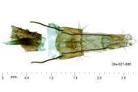 Scythris clavella
