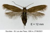Scythris clavella